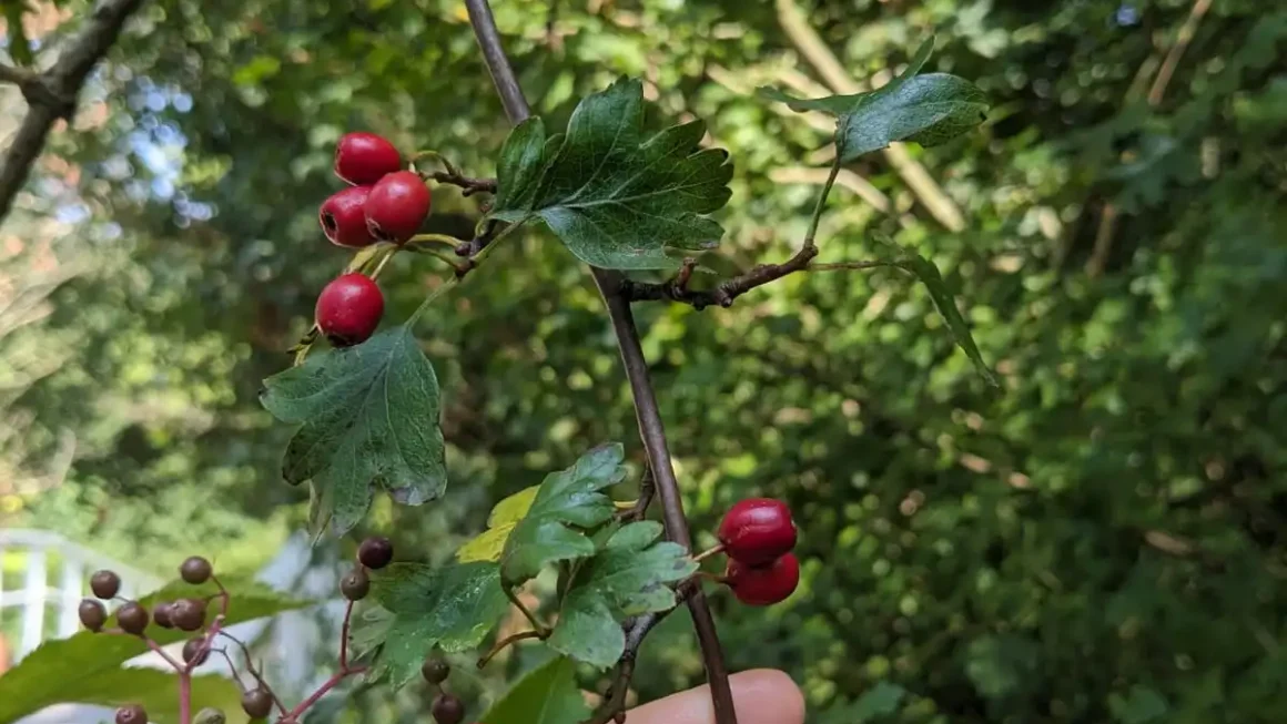 Wildplukken voor beginners: regels, tips, informatiebronnen en de makkelijkste planten