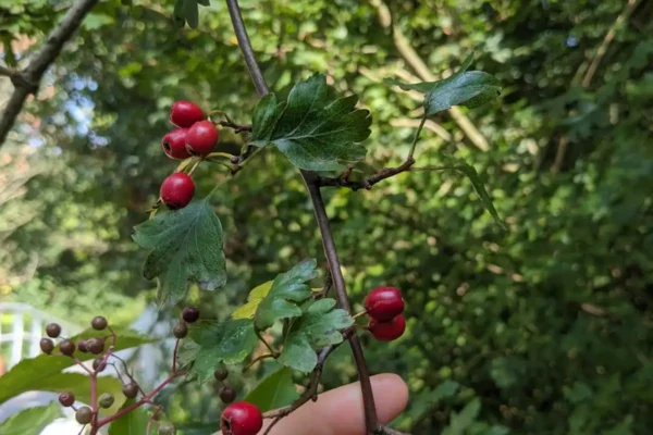 Wildplukken voor beginners: regels, tips, informatiebronnen en de makkelijkste planten